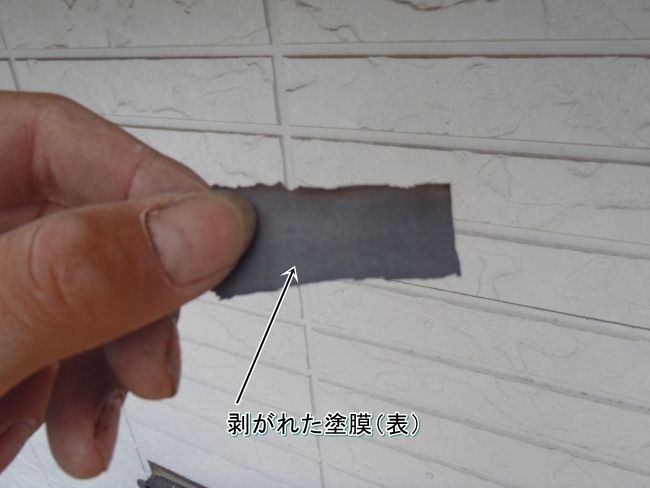 木部から剥がれた塗膜片の表面