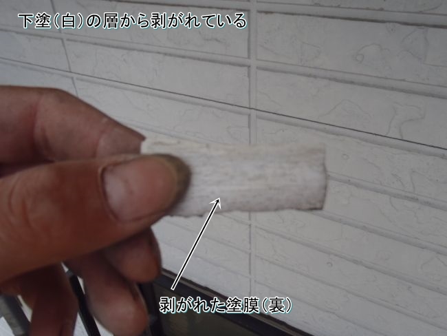 白い下塗り層が付いた、剥がれた塗膜片の裏面